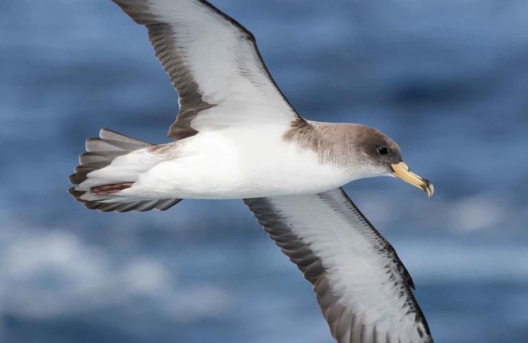 Coral Hotels Coral Hotels