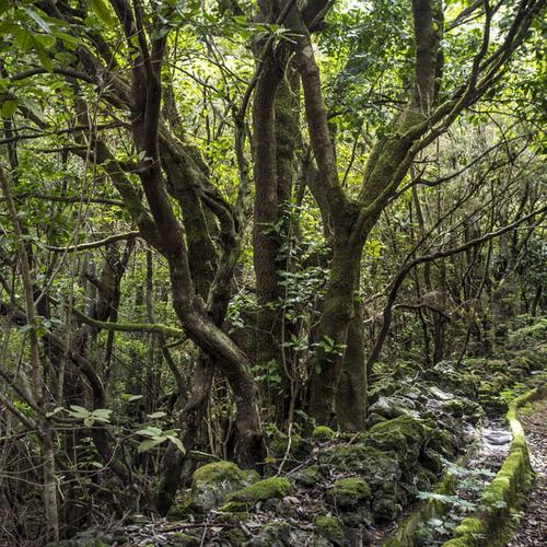 Apartamentos Coral Los Silos Apartamentos Coral Los Silos