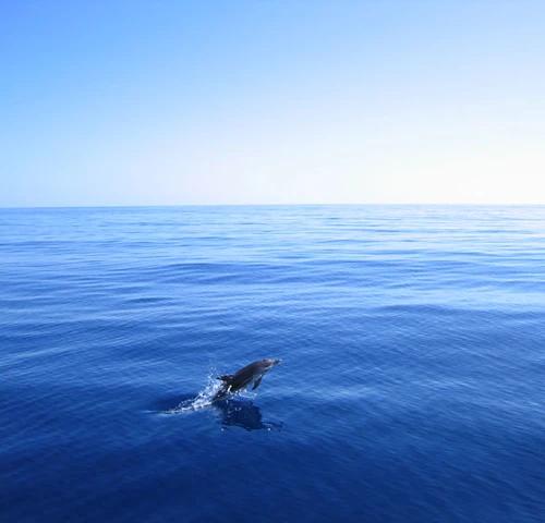 Avistamiento de ballenas y delfines Coral Hotels Avistamiento de ballenas y delfines Coral Hotels