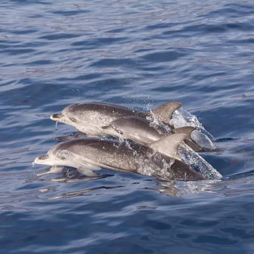 Excursión en barco para avistar delfines y ballenas Coral Hotels Excursión en barco para avistar delfines y ballenas Coral Hotels