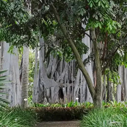 Explorar el Jardín Botánico Coral Hotels Explorar el Jardín Botánico Coral Hotels