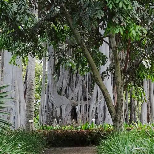 Explorar el Jardín Botánico Coral Hotels Explorar el Jardín Botánico Coral Hotels