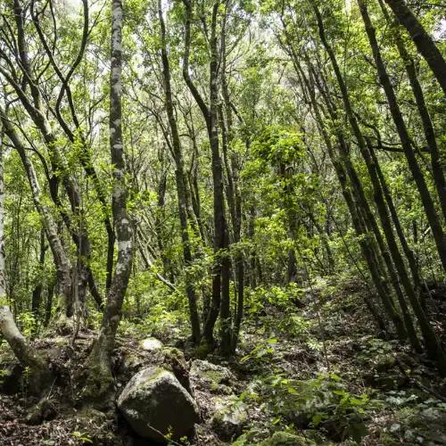 Senderismo en el Monte del Agua Coral Hotels Senderismo en el Monte del Agua Coral Hotels